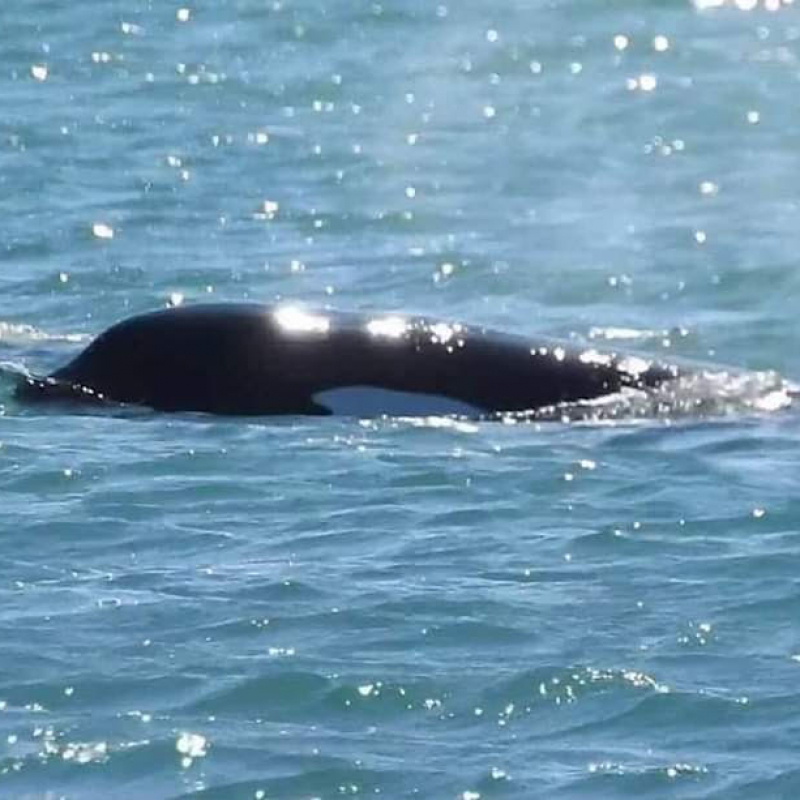 Whale sightings a privilege on Napier’s doorstep  